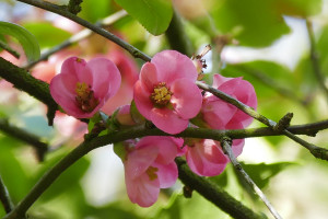 Chaenomeles x superba Pink Lady  